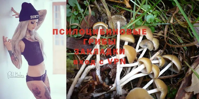 Псилоцибиновые грибы Psilocybe  Абинск 